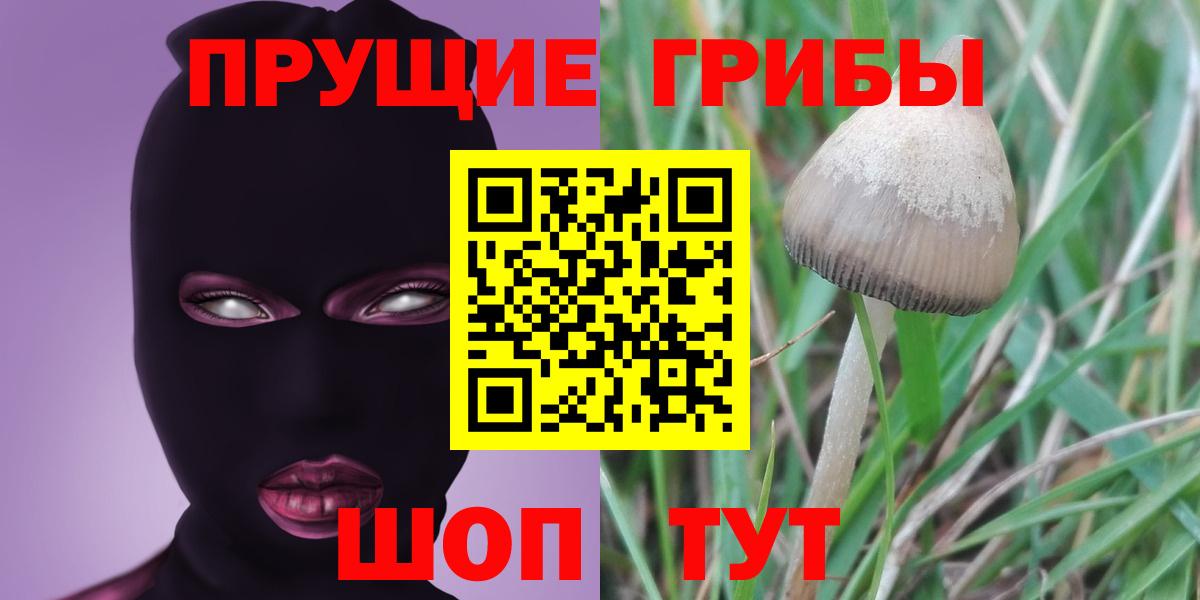 Псилоцибиновые грибы Psilocybine cubensis Верхняя Пышма